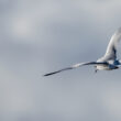 Mouette pygmée